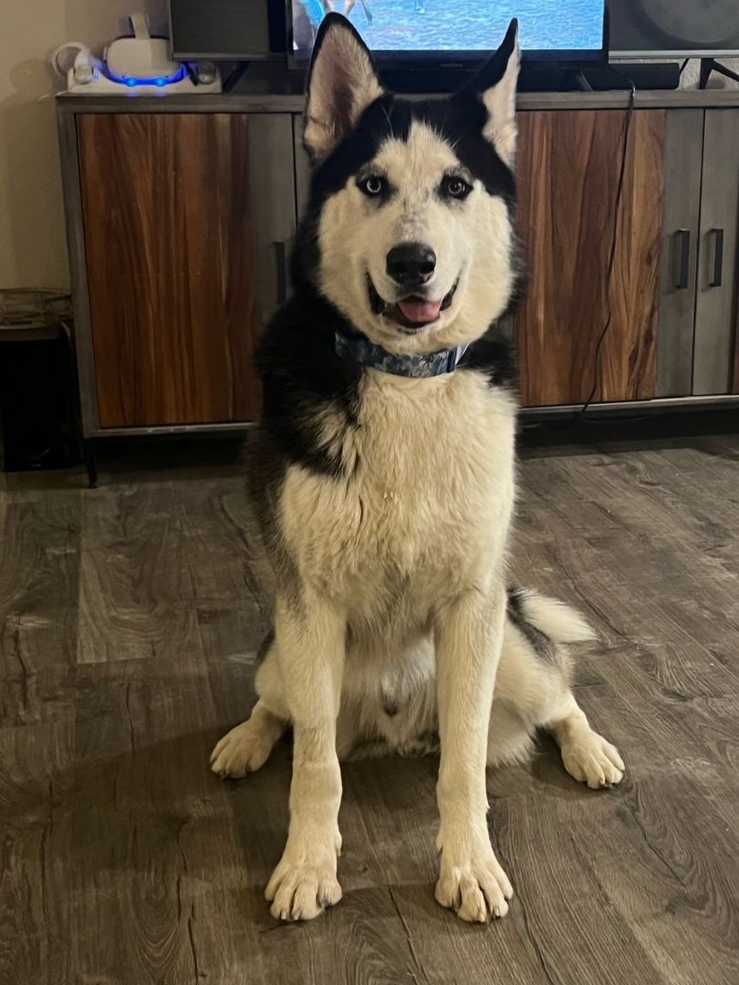 adoptable Dog in Marysville, CA named Bogey