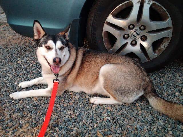 adoptable Dog in Marysville, CA named Nala