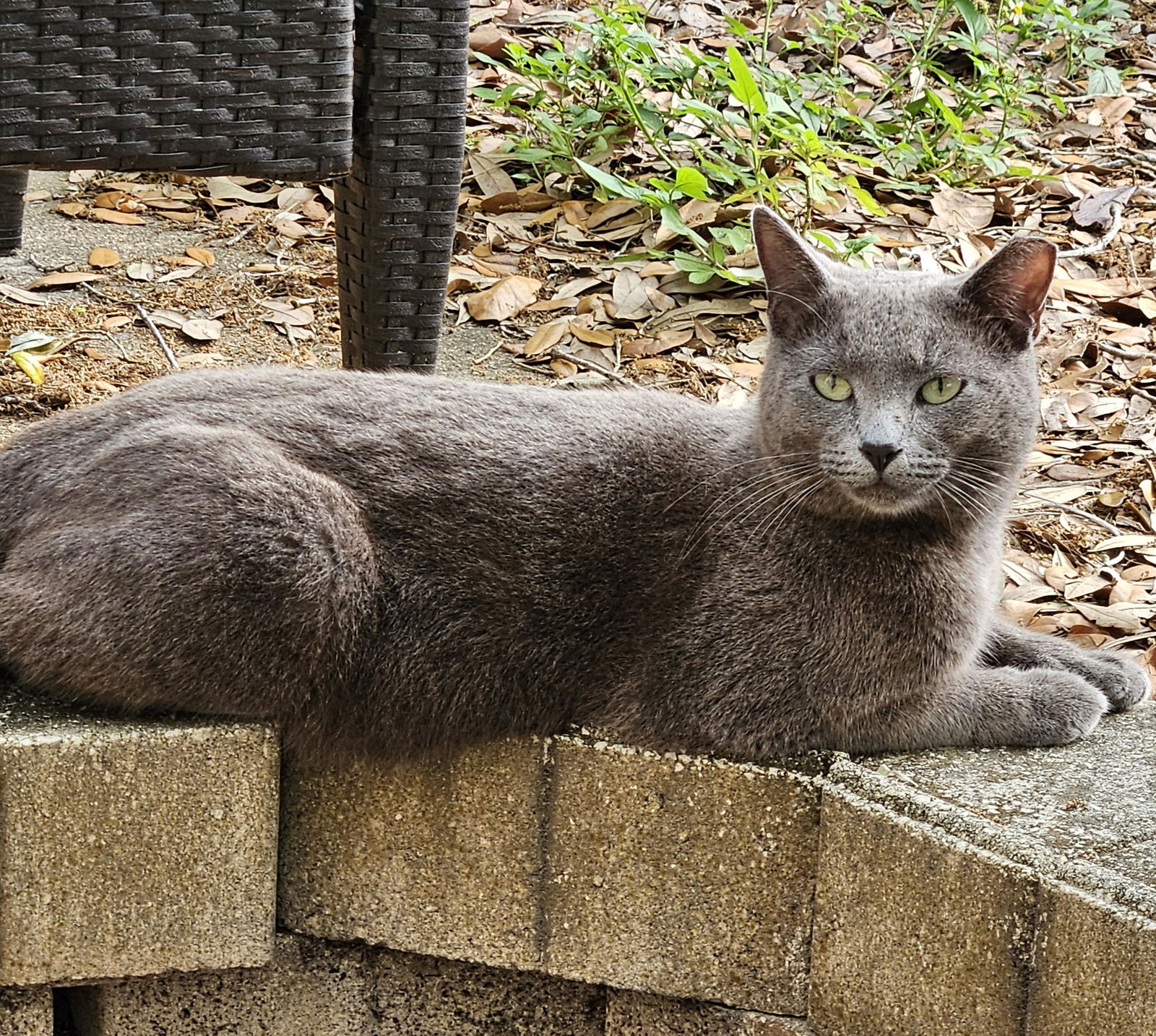 adoptable Cat in Tampa, FL named Meet BarryThe Cat Who Walks (and Talks!)