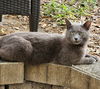 adoptable Cat in  named Meet BarryThe Cat Who Walks (and Talks!)