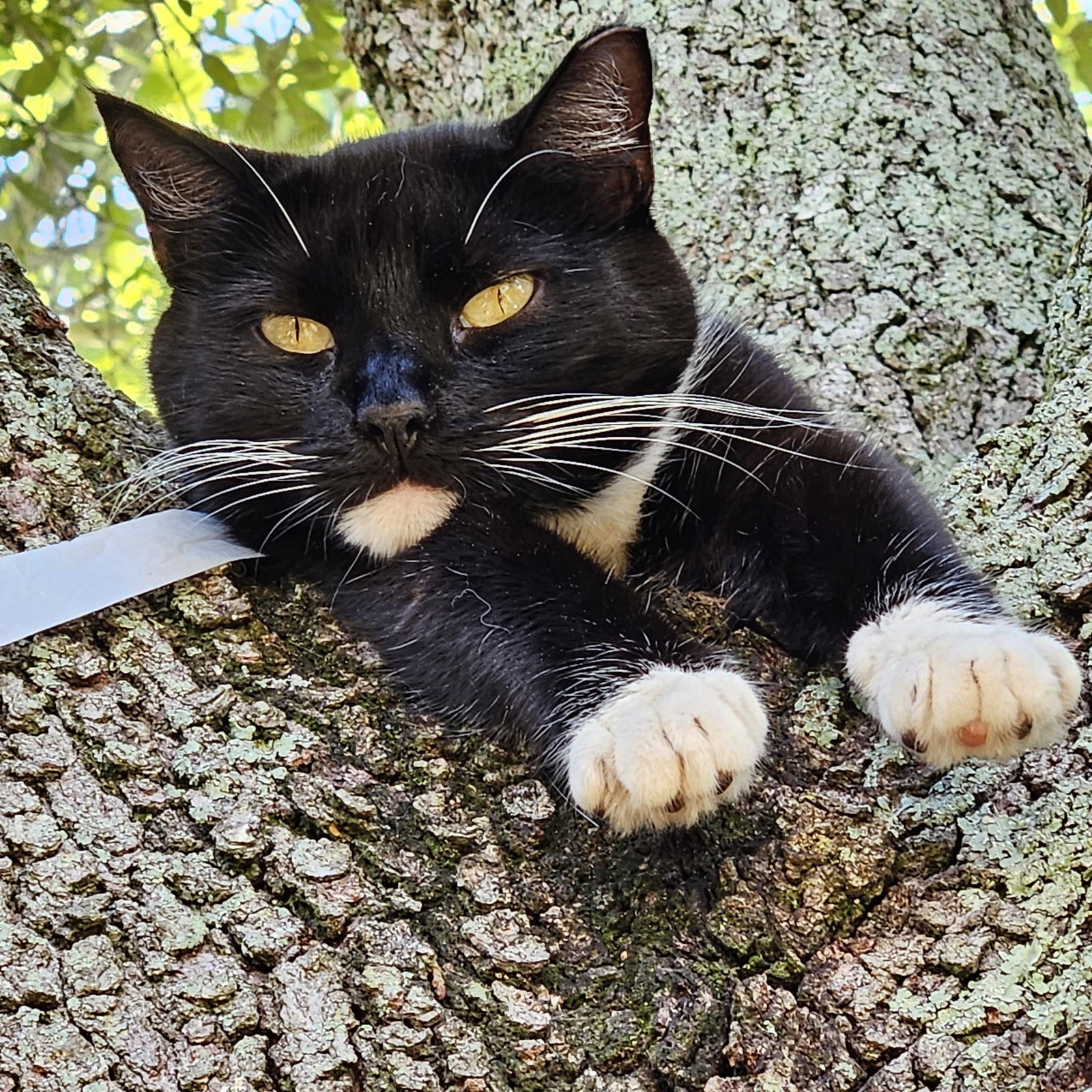 adoptable Cat in Tampa, FL named Meet AOC- Our Tiny Porch Panther in Training
