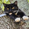 adoptable Cat in  named Meet AOC- Our Tiny Porch Panther in Training