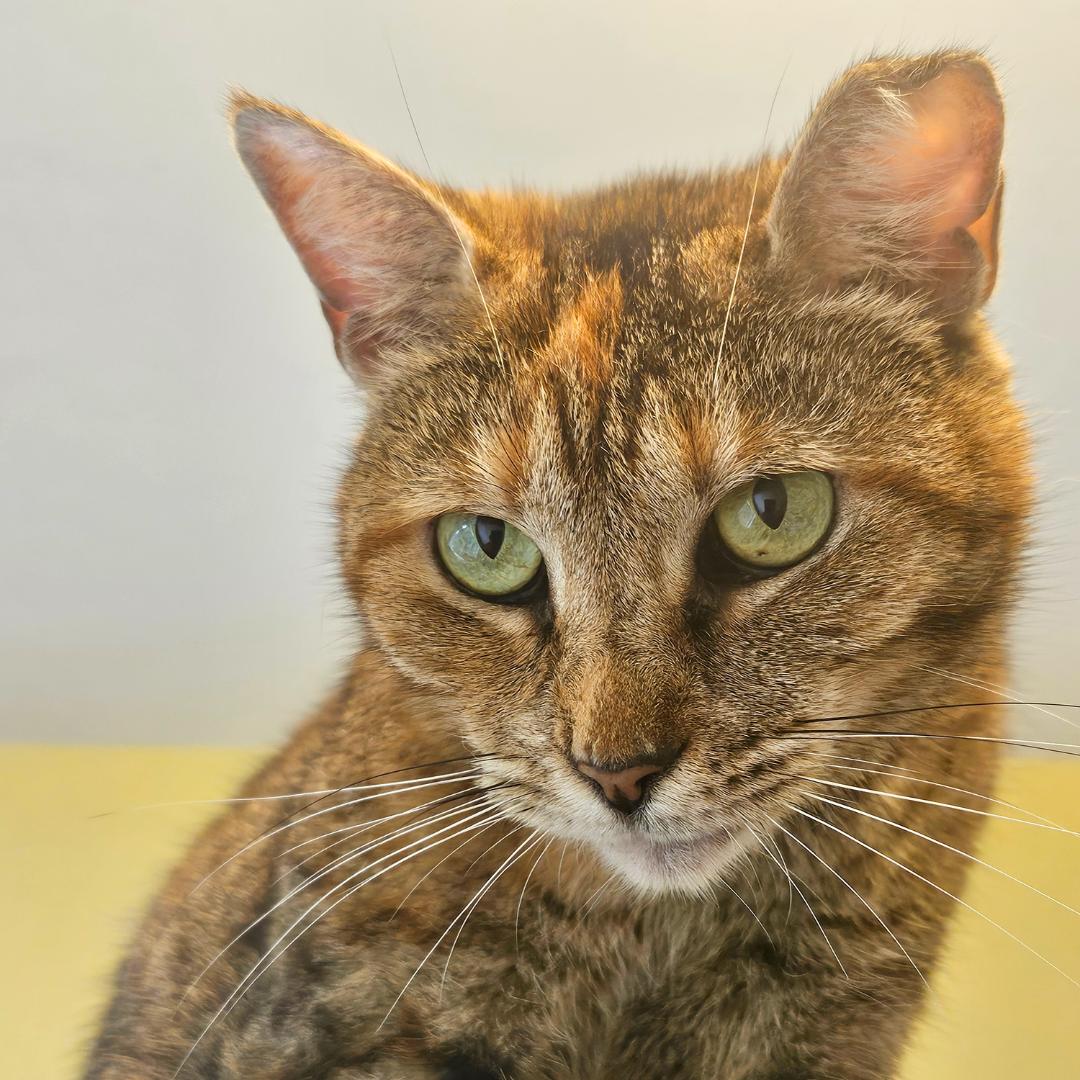 adoptable Cat in Tampa, FL named Meet Stacey- The Almost-Cuddler