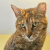 adoptable Cat in  named Meet Stacey- The Almost-Cuddler