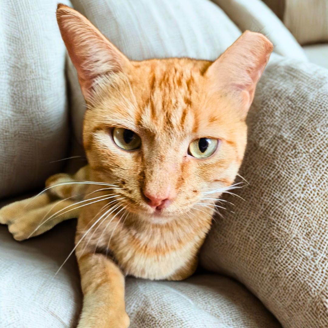 adoptable Cat in Tampa, FL named David- The Foodie Socialite