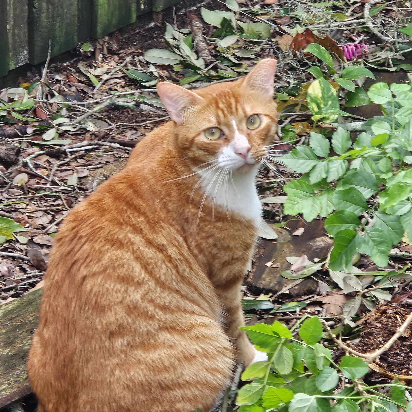 adoptable Cat in Tampa, FL named Jan- The Chill Tree-Climber