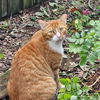 adoptable Cat in  named Jan- The Chill Tree-Climber