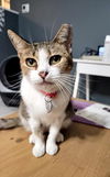 adoptable Cat in  named Primrose -Age 7-Tiny but Mighty
