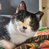 adoptable Cat in tampa, FL named Viola- Age 4-Short Legs. Big Love.