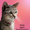adoptable Cat in  named Peeta-Age 6- A Survivor with a Soft Side
