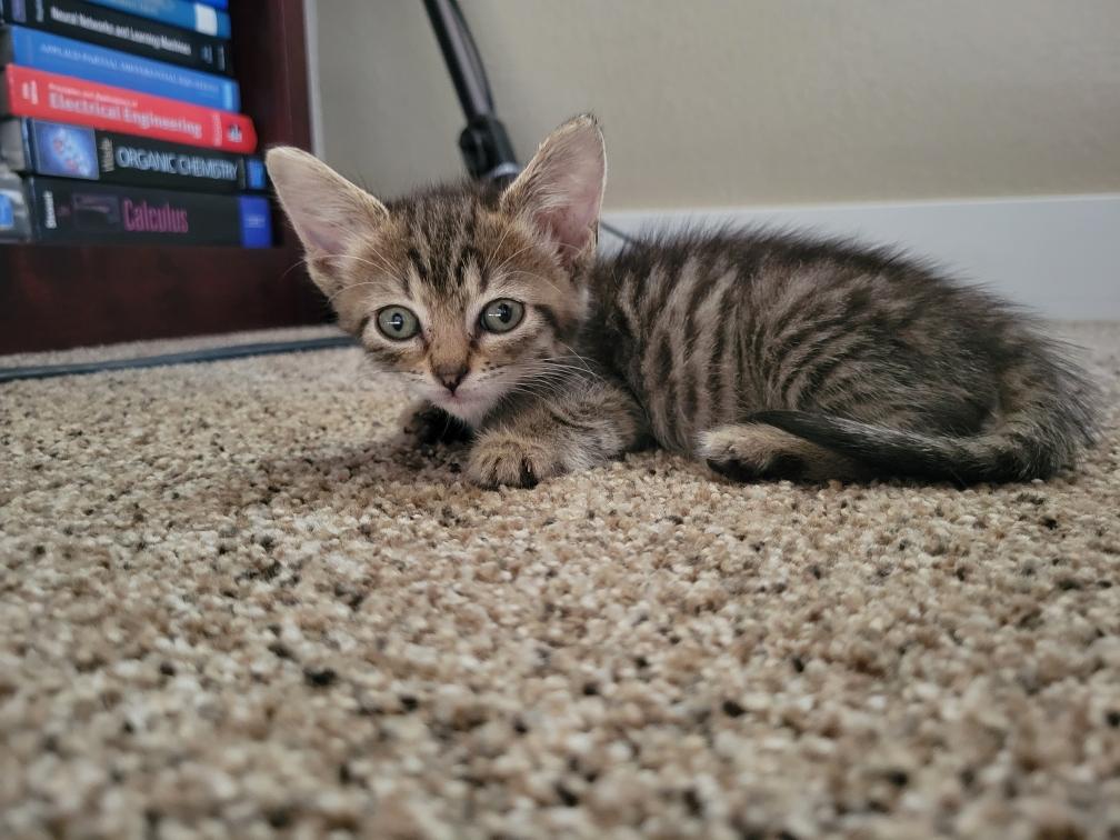 adoptable Cat in Antioch, CA named Princess Cowboy