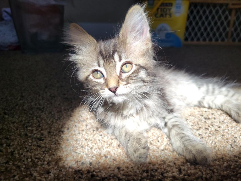 adoptable Cat in Antioch, CA named Briar (AKA Trouble)