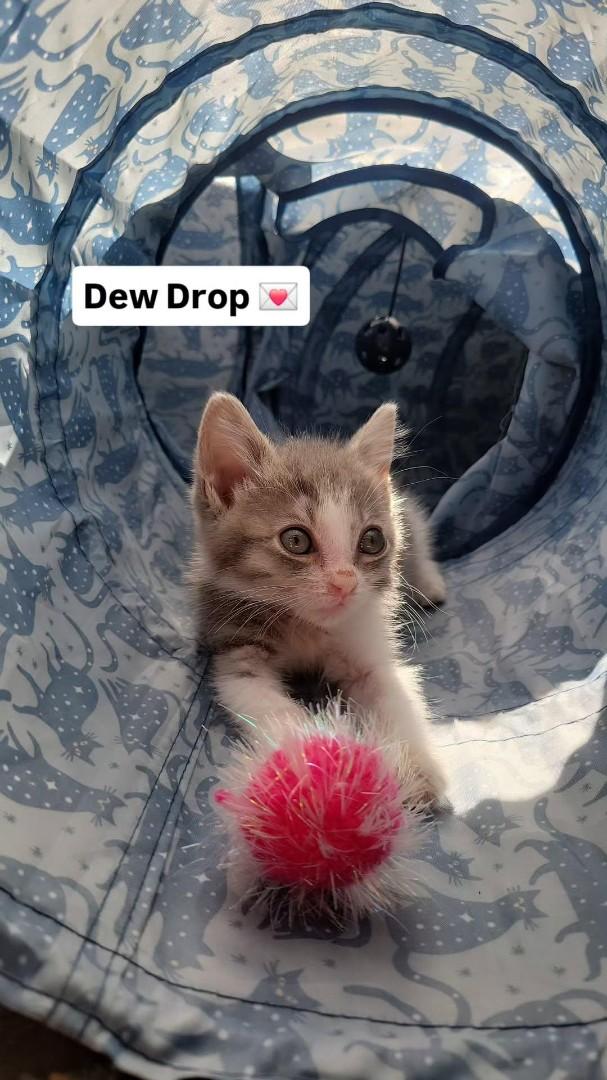adoptable Cat in Antioch, CA named Dew Drop
