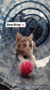 adoptable Cat in Antioch, CA named Dew Drop