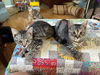 adoptable Cat in Antioch, CA named Desi & Lucy