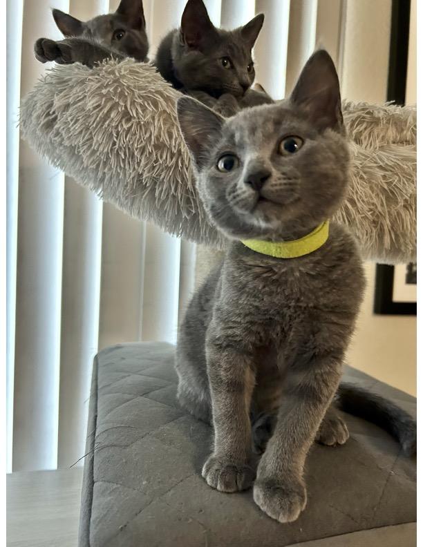 adoptable Cat in Antioch, CA named Chewbacca