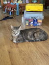 adoptable Cat in Antioch, CA named Patches