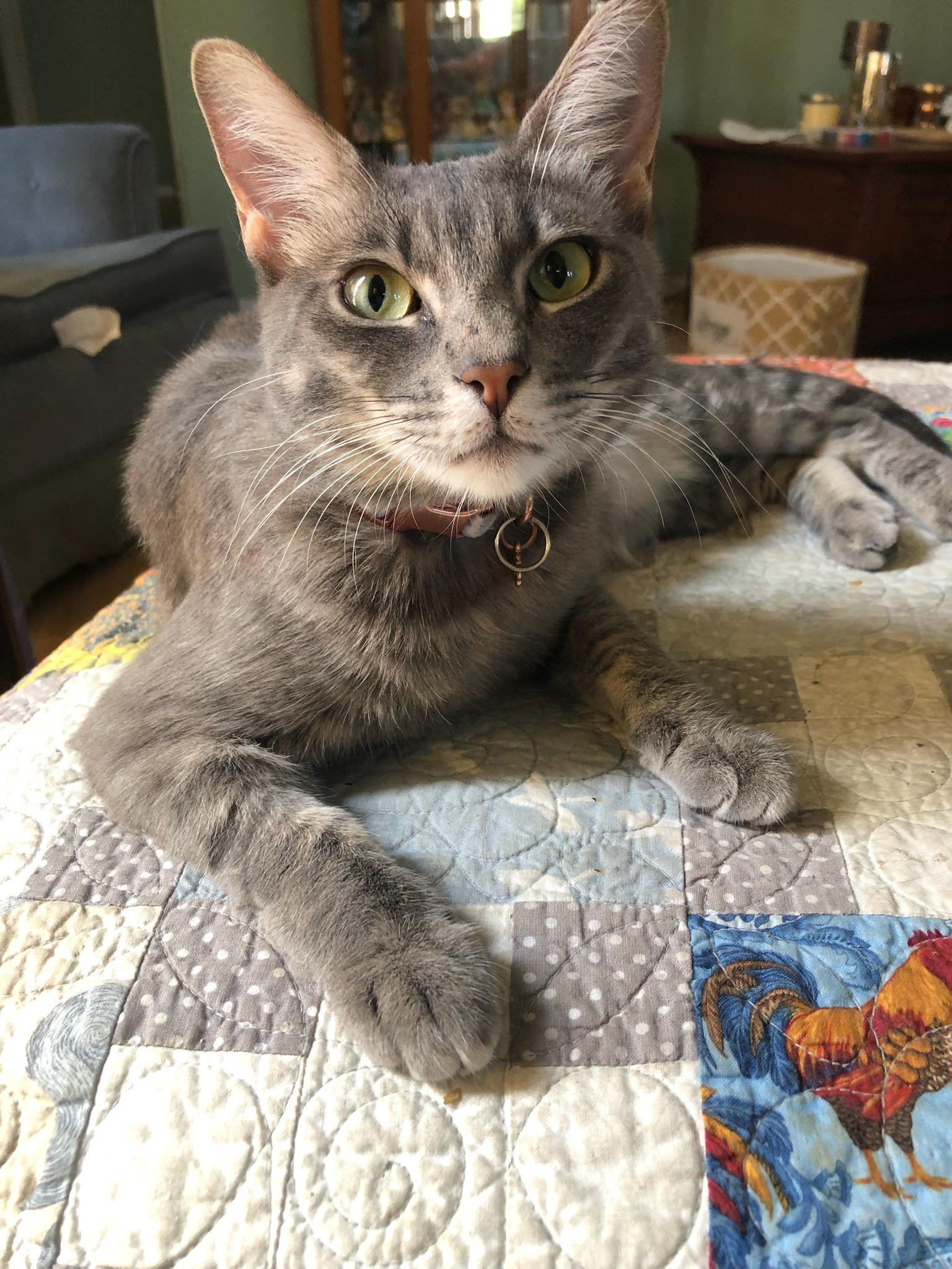 adoptable Cat in Antioch, CA named Sky