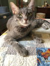 adoptable Cat in Antioch, CA named Sky