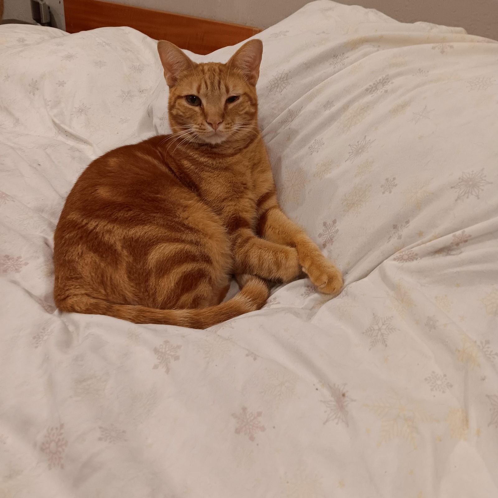 adoptable Cat in Antioch, CA named Carat. (Baby Carat)