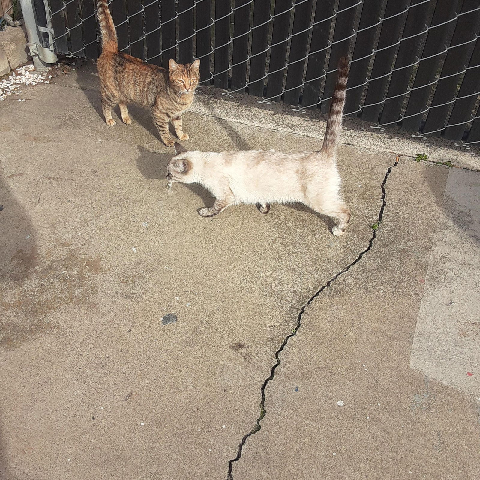 adoptable Cat in Antioch, CA named Mystic & Star