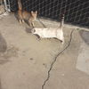 adoptable Cat in  named Mystic & Star