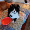 adoptable Cat in Antioch, CA named Snoopy
