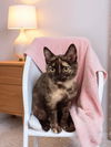 adoptable Cat in Antioch, CA named Mahala