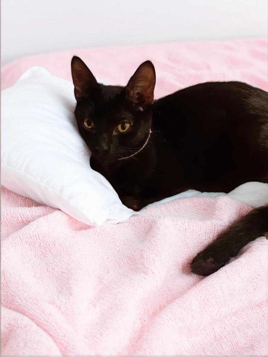 adoptable Cat in Antioch, CA named Ms Pink