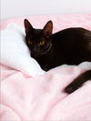 adoptable Cat in Antioch, CA named Ms   Pink