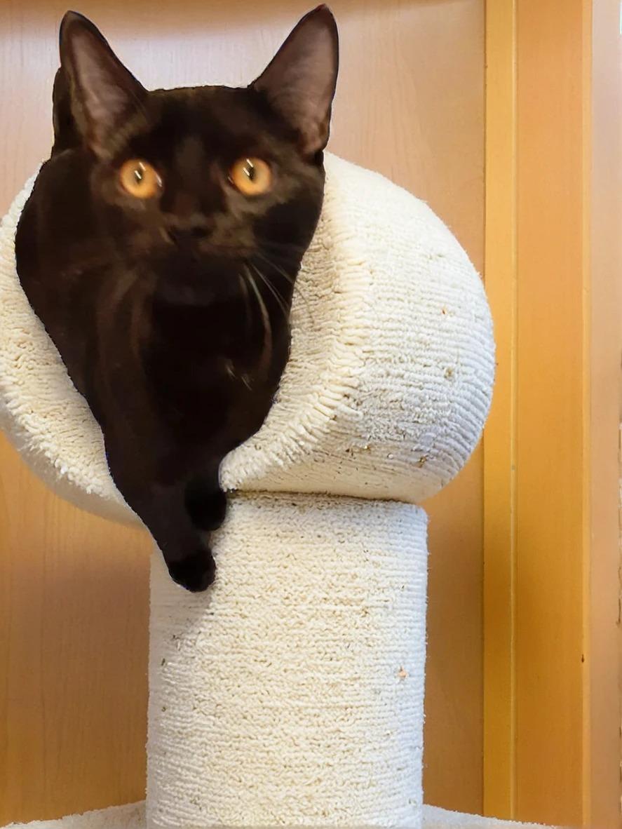 adoptable Cat in Antioch, CA named Raven