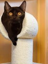 adoptable Cat in Antioch, CA named Raven