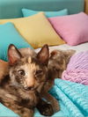 adoptable Cat in Antioch, CA named Sunny      ( Sunny Bunny)