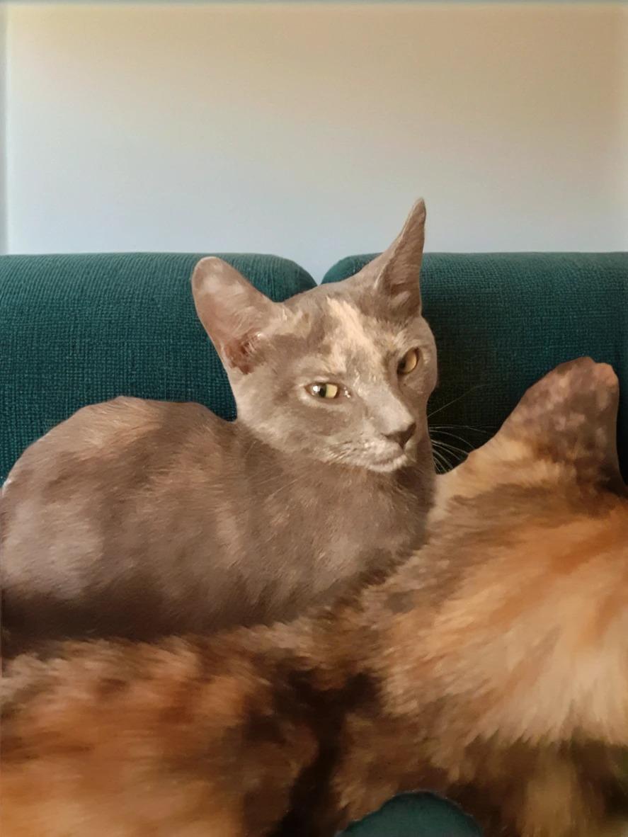 adoptable Cat in Antioch, CA named Maggy (Maggy Mae)