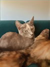 adoptable Cat in Antioch, CA named Maggy (Maggy Mae)