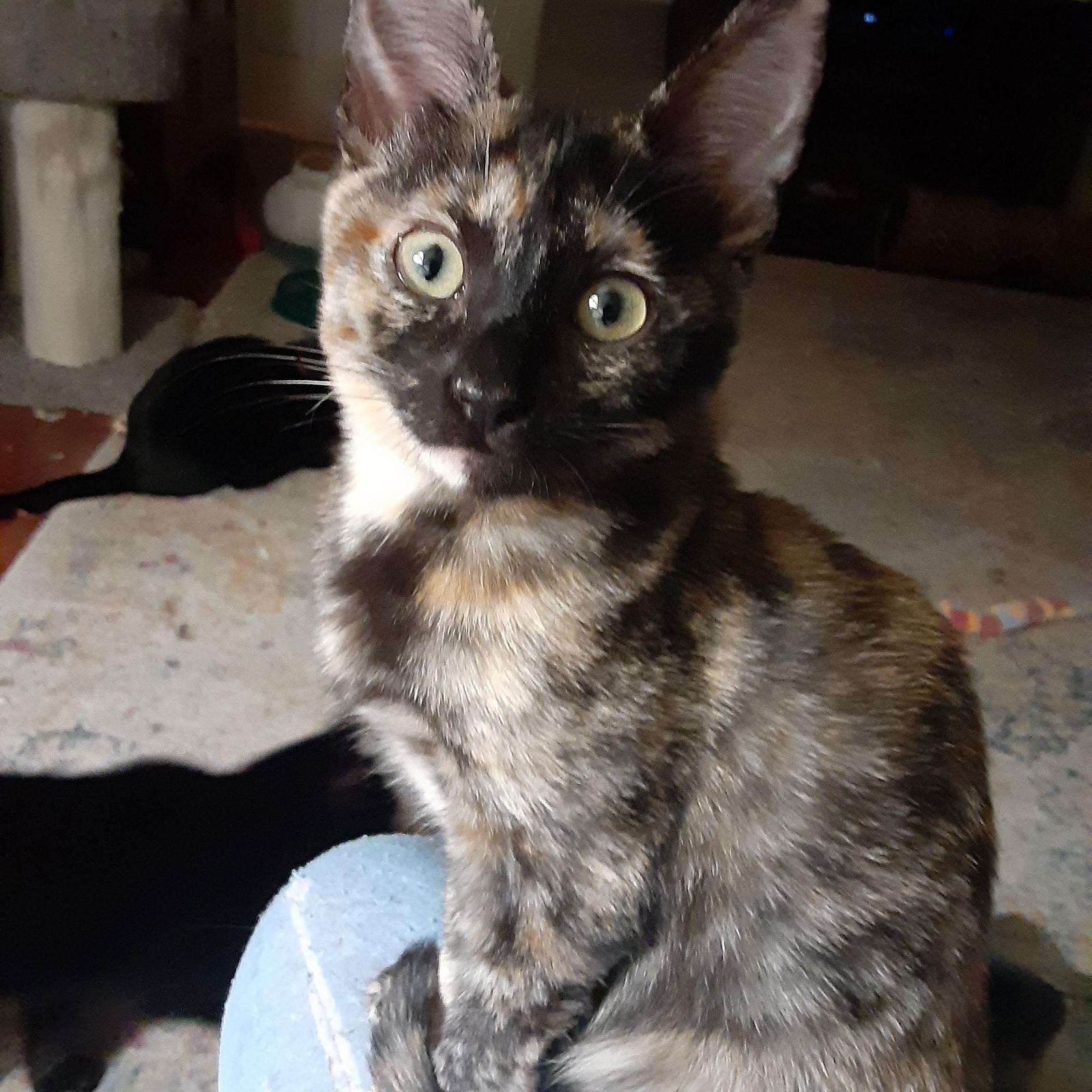 adoptable Cat in Antioch, CA named Aurora