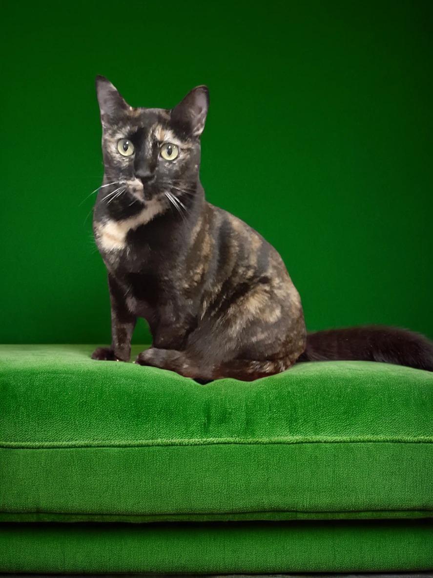 adoptable Cat in Antioch, CA named Dahara