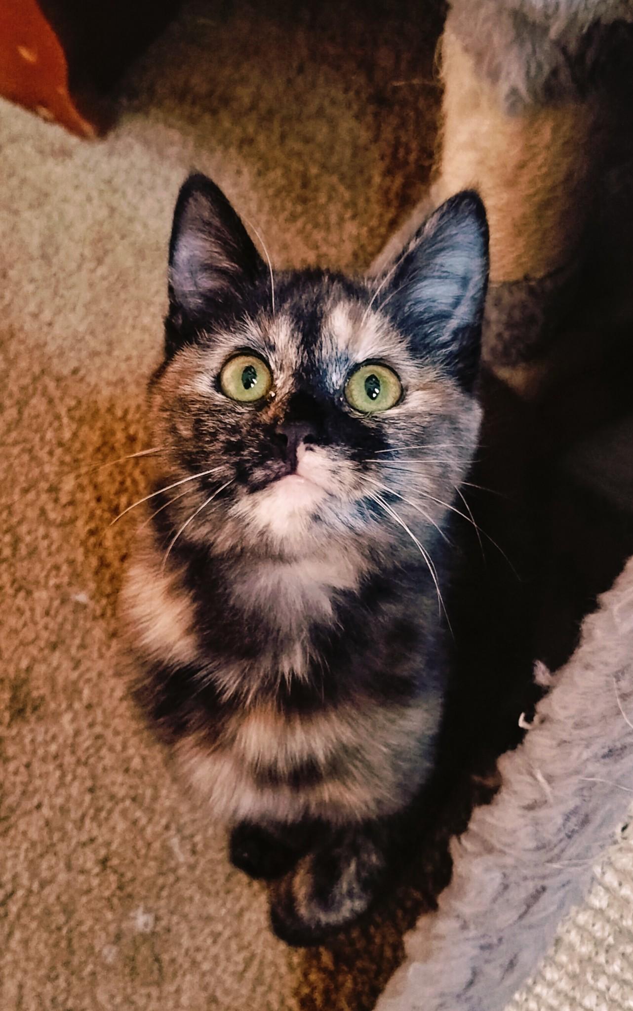 adoptable Cat in Antioch, CA named Buddy & Noodles