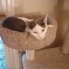 adoptable Cat in Antioch, CA named Gus