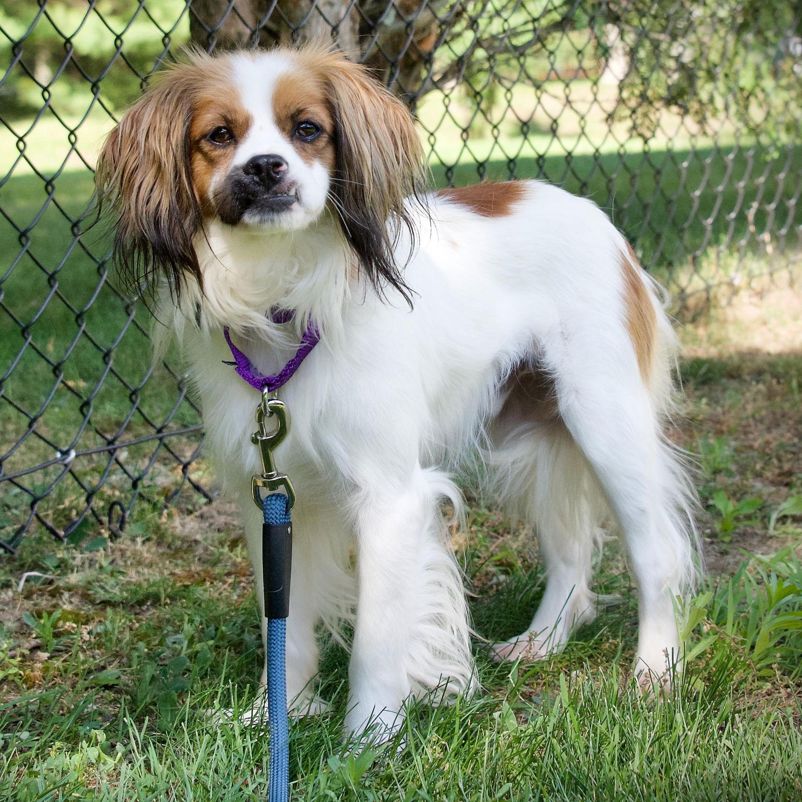 adoptable Dog in Hopkinton, MA named Raisin