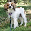 adoptable Dog in hopkinton, MA named Raisin