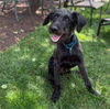 adoptable Dog in  named Brennan