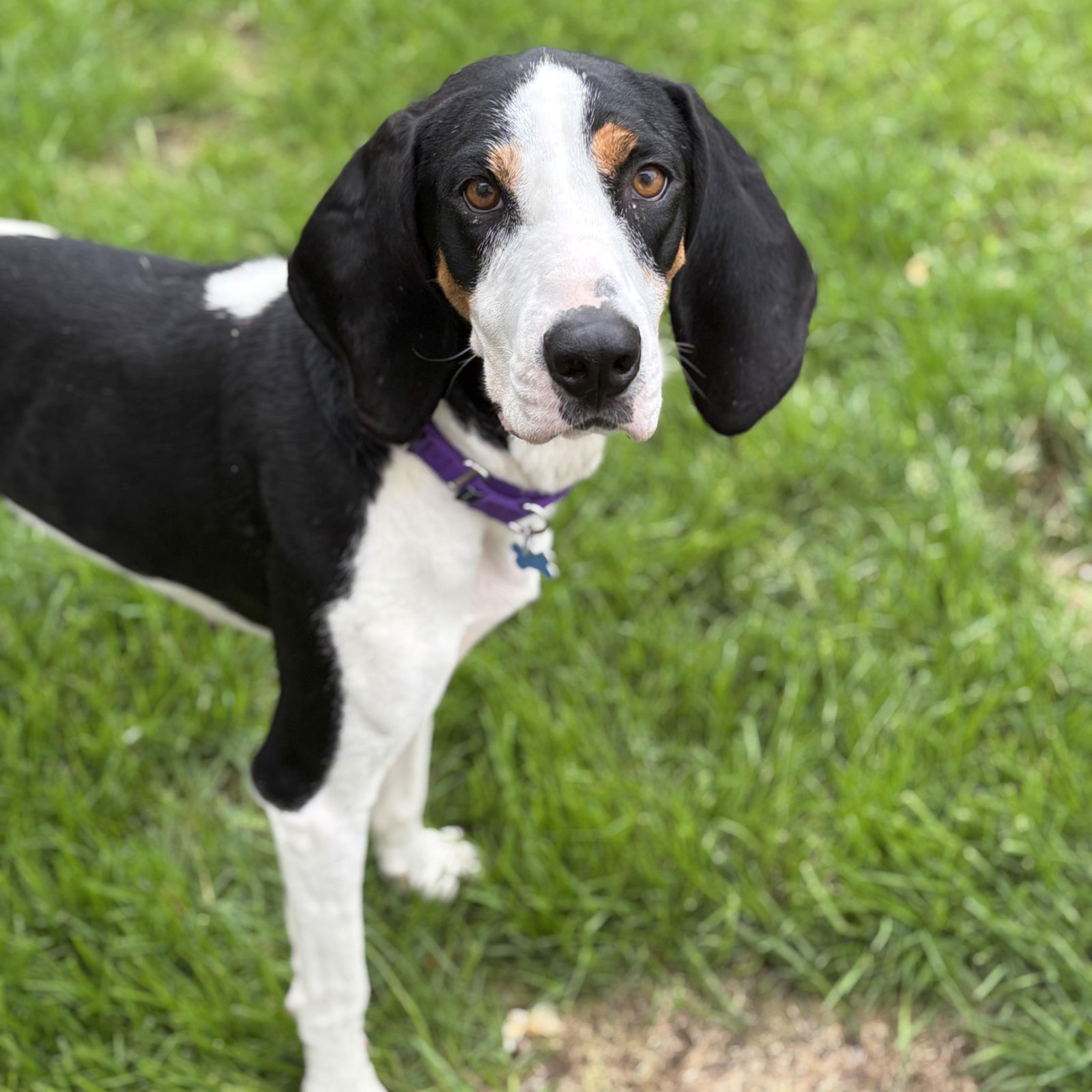 adoptable Dog in Hopkinton, MA named Maggie