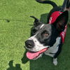 adoptable Dog in  named Hershey