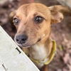 adoptable Dog in  named Suki