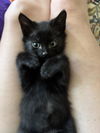 adoptable Cat in Hopkinton, MA named Ferb & Phineas