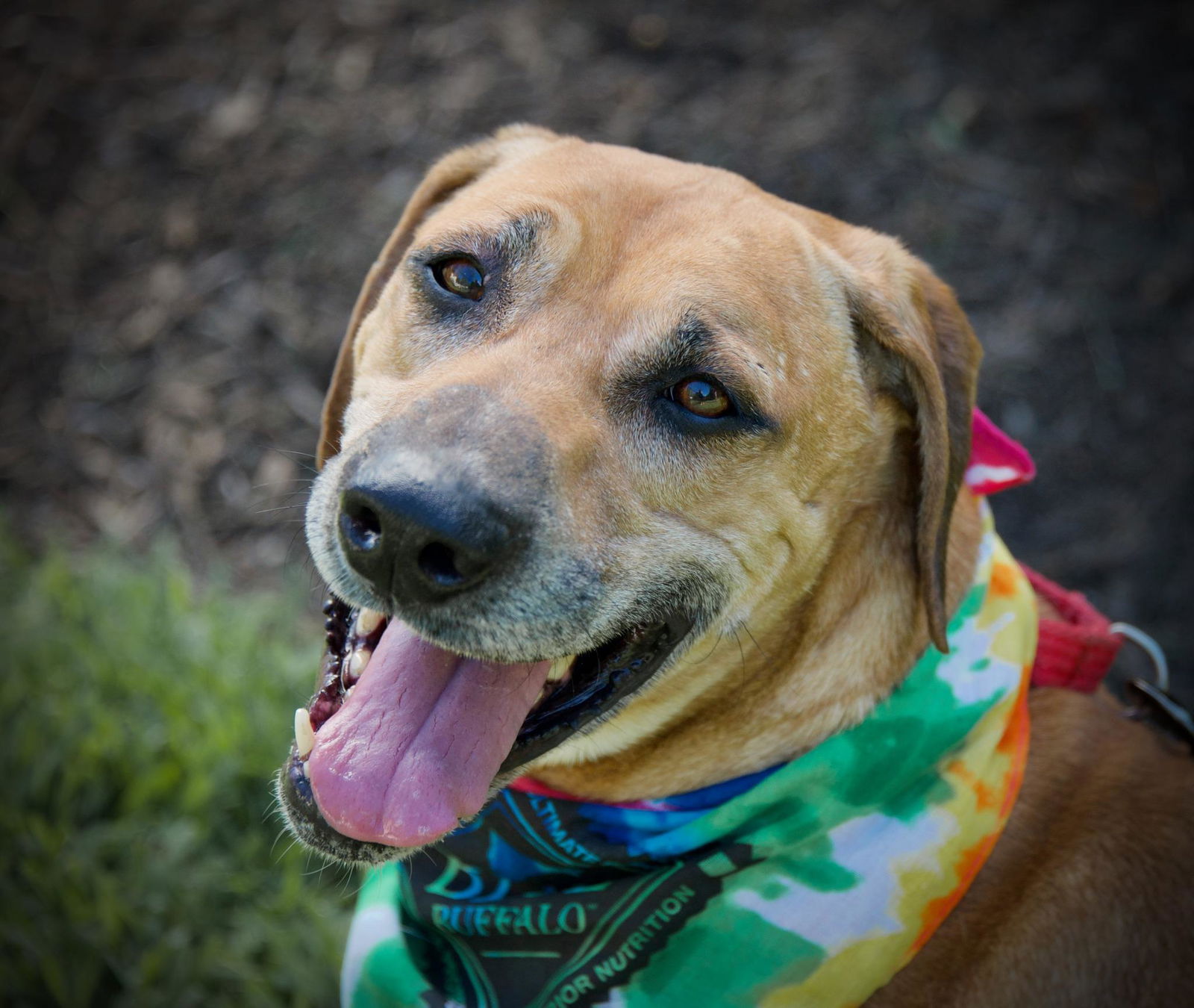 adoptable Dog in Hopkinton, MA named Sausage