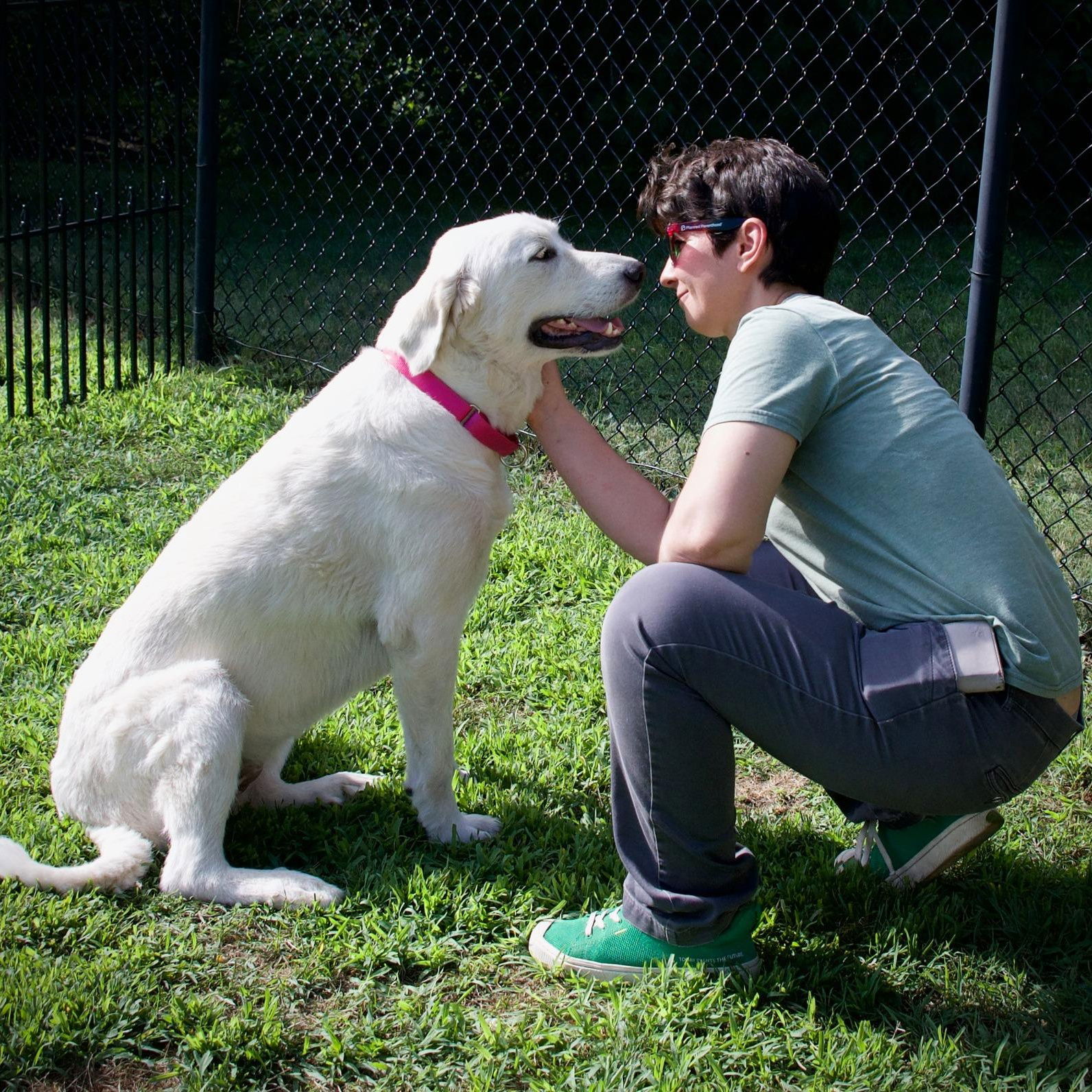 adoptable Dog in Hopkinton, MA named Snow