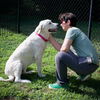 adoptable Dog in  named Snow