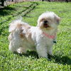 adoptable Dog in  named Lulu